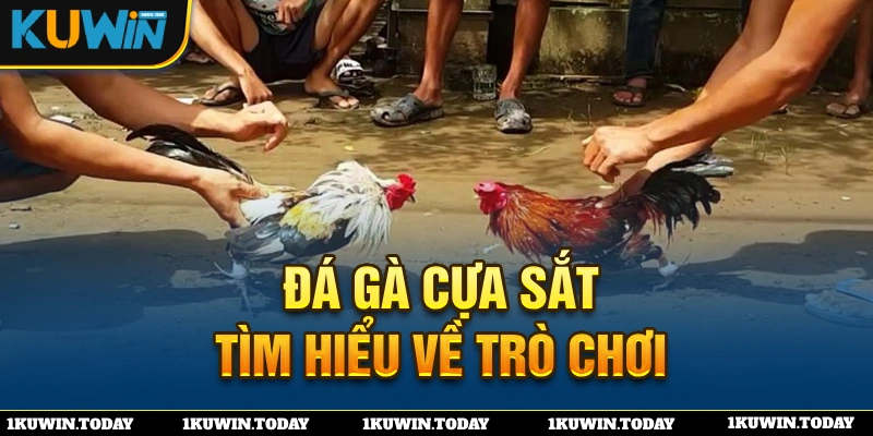 Đôi nét về hình thức giải trí đá gà cựa dao