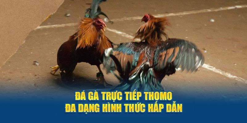 Một số hình thức đá gà KUWIN đặc sắc hiện nay