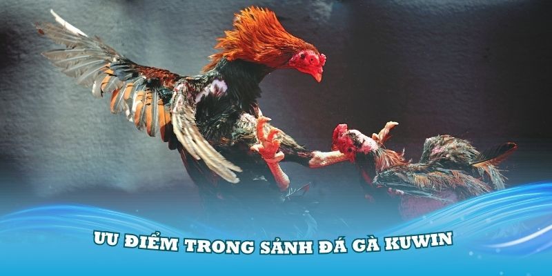 Người chơi được trải nghiệm cá cược trong không gian uy tín